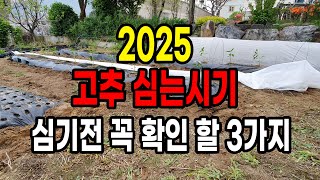 2025 고추 심는시기 심기전 꼭 확인해야 할 3가지