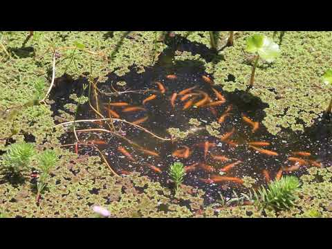 Rosy red minnows (Pimephales promelas) in "piranha mode", they go crazy for food