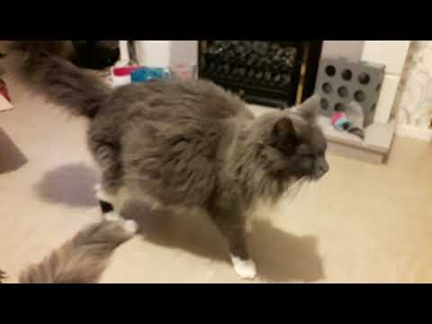 maine coon cat Skylar 9 weeks pregnant due give birth anytime now