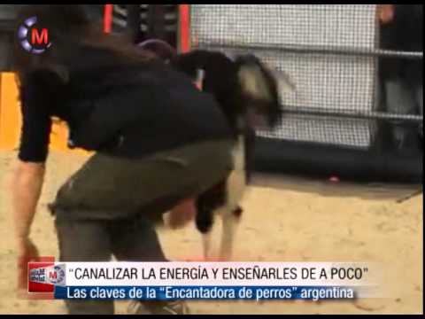 PERROS EN ACCION - Cómo entrenar mascotas, con Marisol Rey, entrenadora canina