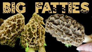 BIG FATTIES: Morel Mushrooms 2023 midwest progression MAP April 6th