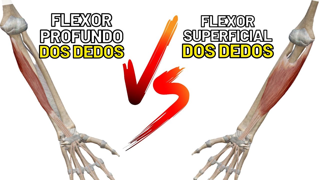 Diferenças entre FLEXOR SUPERFICIAL DOS DEDOS e FLEXOR PROFUNDO DOS DEDOS! Anatomia do antebraço!