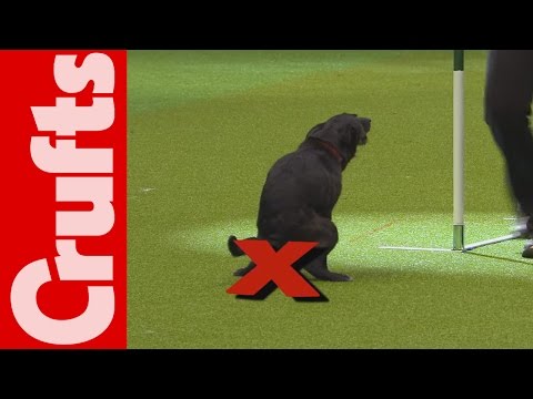 HILARIOUS - Dog takes a dump on TV - Crufts 2012 Bloopers Video