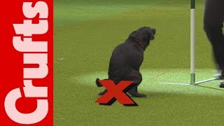 HILARIOUS - Dog takes a dump on TV - Crufts 2012 B