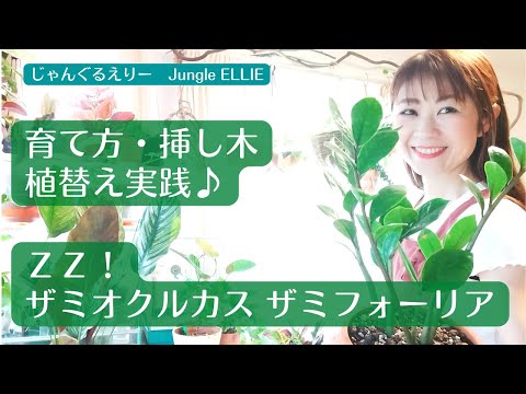 園芸 偽ザミア、ZZプラント