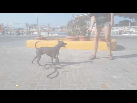 20+ tricks of xoloitzcuintle puppy Sir Thomas