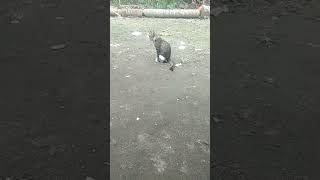 Download lagu kucing giras keluar #shorts #shortsvideo #short @emondd mp3 Download lagu kucing giras keluar #shorts #shortsvideo #short @emondd mp3