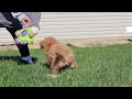 Miniature Labradoodle dogs for sale: Tigger - Video 1