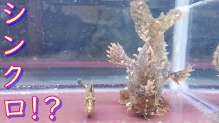 シンクロしてるの！？　漁港ガサガサで採れた魚達の紹介♬
