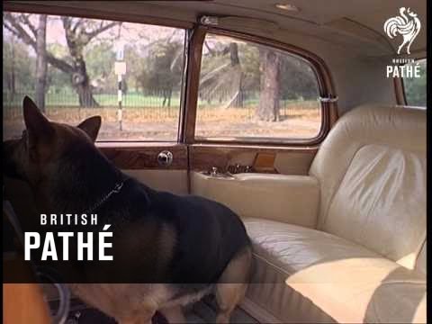 Out Takes / Cuts From Cp 681 - King Fisher, Actor Dog, Pub Dog, Stray Dog And String Painter (1968)