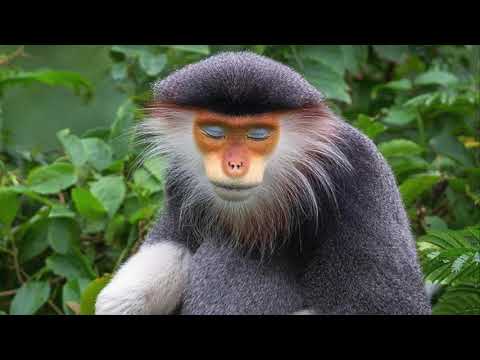 download lagu mp3 mp4 Come Rava, download mp3 Come Rava free download, download mp3 Come Rava