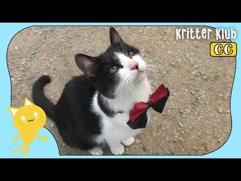 Cat Participated In Agility Contest To Impress His Doggo Crush 😻 l Kritter Klub