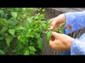 Tree Tour - Wisconsin Garden Video Blog 418 Tree Tour - Wisconsin Garden Video Blog 418