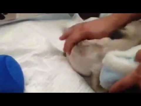Pug (mops) girl video 18-7-12 Dogcenter