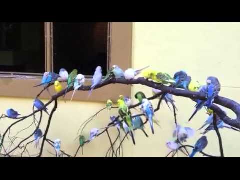 Feeding the parakeets with Lynelle