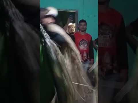 Caretas reisado boa hora Piauí #reisado