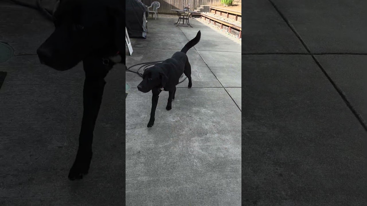 Casey, an adopted mixed breed in Sacramento, CA video 6/6