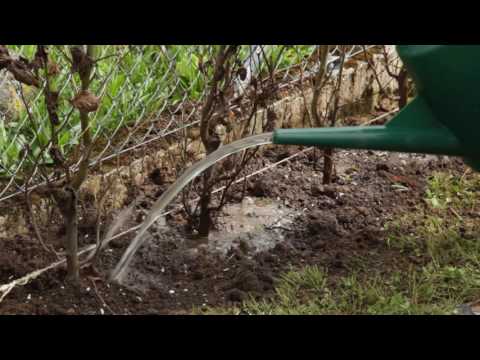 Wurzelnackte Heckenpflanzen