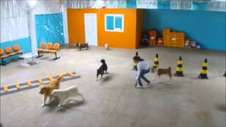 preview picture of video 'Hora do Recreio - Centro Canino Walker Dog - Araricá RS'
