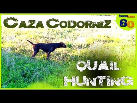 CAZA de CODORNIZ  con PERRO de MUESTRA #5 | QUAIL HUNTING with POINTING DOG #5 | 2016 | HD