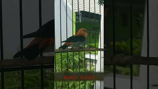 Download lagu Burung kemade/cit keres/cabean gacor dor full isian #mabeskicau #kemadegacor #shorts mp3