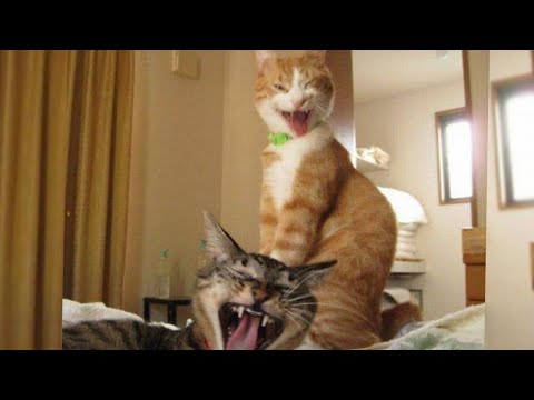 funny-dog-and-cat-videos-singing-and-dancing Mp4 3GP Video & Mp3 Download unlimited Videos Download funny-dog-and-cat-videos-singing-and-dancing Mp4 3GP Video & Mp3 Download unlimited Videos Download