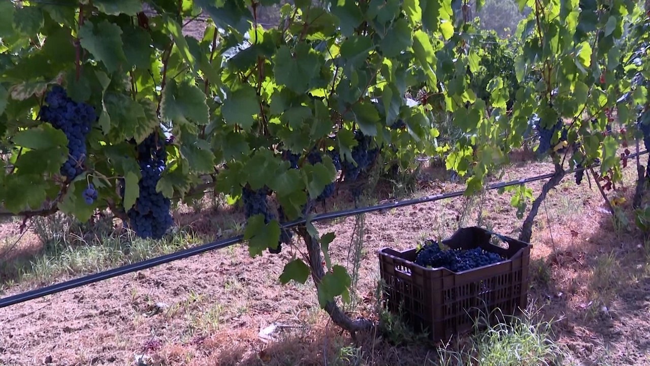 I nxehti pjek rrushin më shpejt, fermerët e Gjirokastrës nisin vjeljen 15 ditë më herët