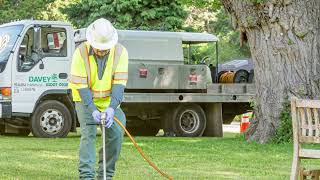Palm Fertilizer: Replenish Lost Nutrients