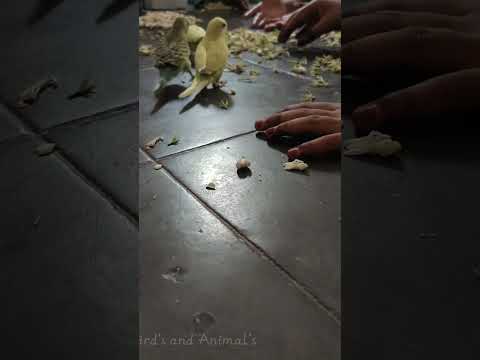 Baby Bird's 🔴 Budgie Parrots eating Jasmine flowers