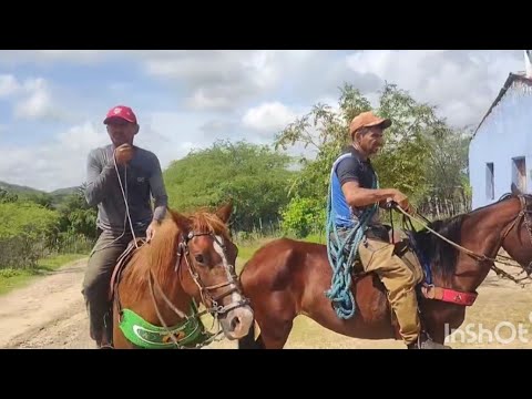 Dia de vacinação as ovelhas no sítio Carnaubal Alexandria RN 
