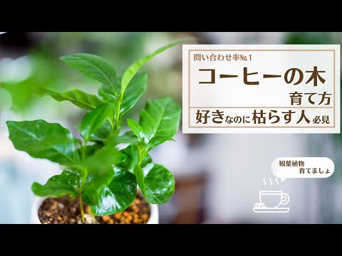 クルミの木を自分で育てる方法 植物