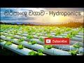 Hydroponic Agriculture New Technology Albert Solution Soil Less Cultivation