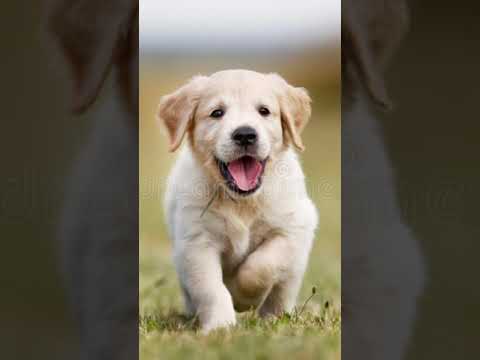 cute dog sound#cute #dog #sounds
