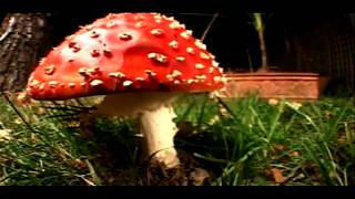 Madlib Medicine: Predicted 2000 Years Ago