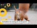 Help! Steeds minder eekhoorns in Nederland