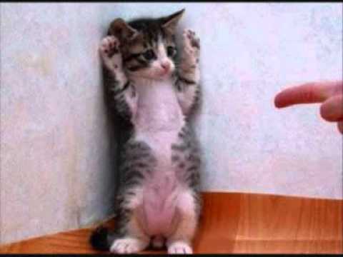 Paiva feat Dmaziado   Culpados