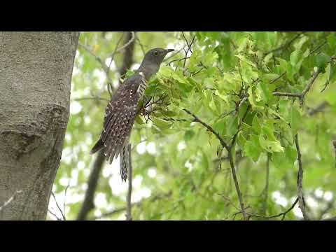 Juvenile Himalayan Cuckoo hunting in Jurong Lake Gardens #raremigrant #nature #survival Sept16 2025 