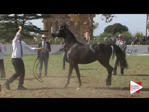 2016 - Italian National Champ. - Yearling Fillies (Class 7B) - 3rd place: n°63 AG NOBEL ILIADE