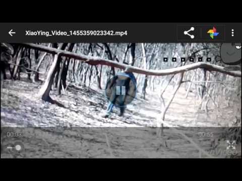 Srpske misterije—ukleta šuma.HD