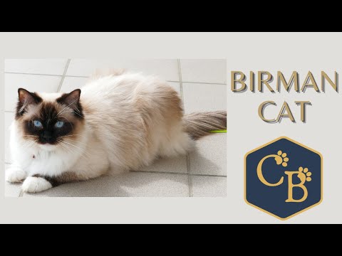 Birman (Sacred Birman cat) 😺 In detail.