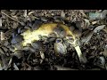 Giant Cockroaches Obliterate a Banana vo