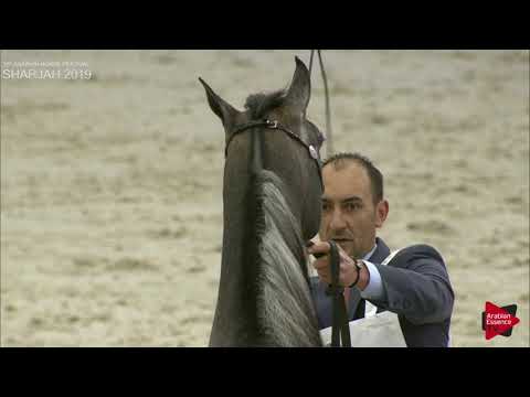 N 225 EKS FARAJJ   Sharjah International 2019