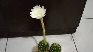大家好 ！ 擁 豹 生活的（ 仙人掌） 金盛丸 又有一盆 開花啦！
