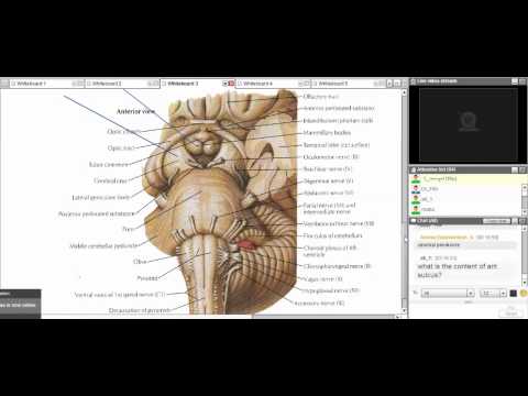 Revision of Neuroanatomy DR Fiky