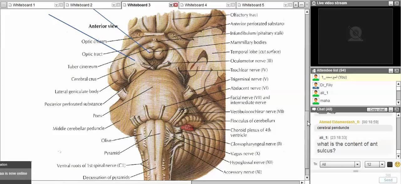 Revision of Neuroanatomy DR Fiky