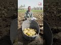 أيادٍ تشقى وقلوب راضية.. موسم حصاد البطاطس يرسم فرحة البدرشين.. فيديو