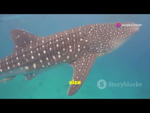 The Secret Life of Sharks and  Survival