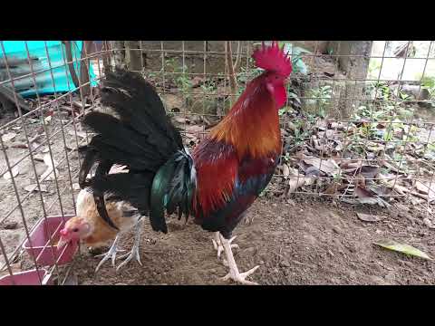 5K Dink Fair Sweater -  Duke Hulsey  Lemon Backyard Breeding