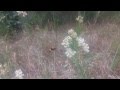 Bumblebee Moth Movie
