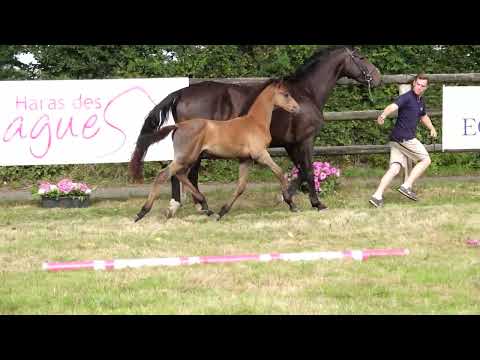 CHABLIS DES FLAGUES Z